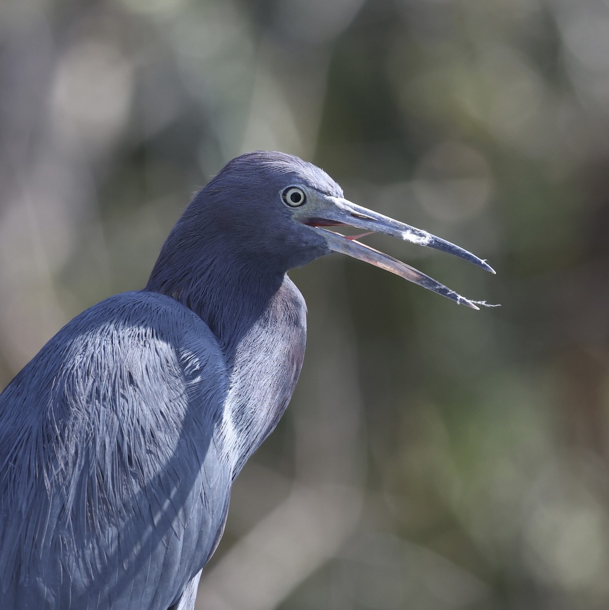 Little Blue Heron - ML645662062