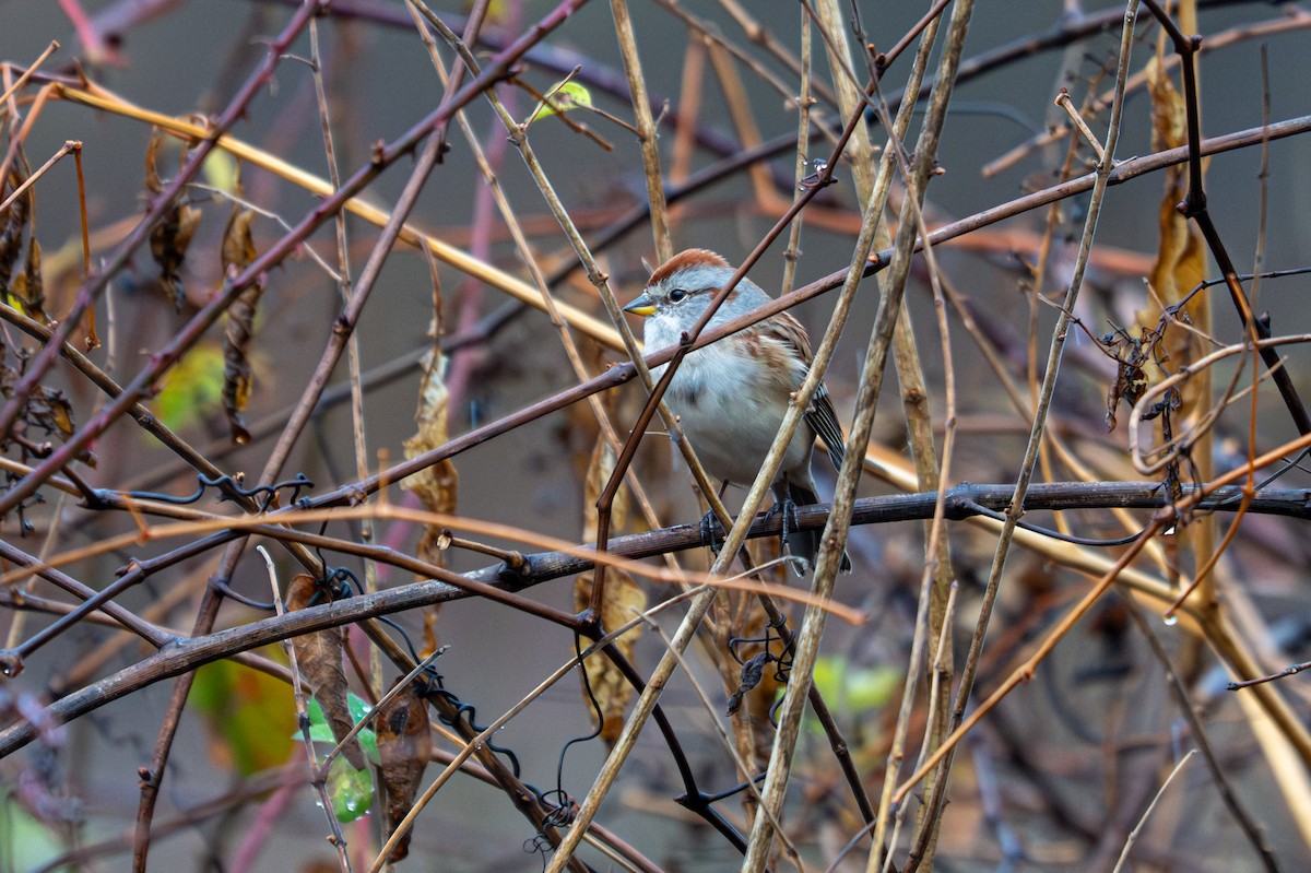 American Tree Sparrow - ML645662063