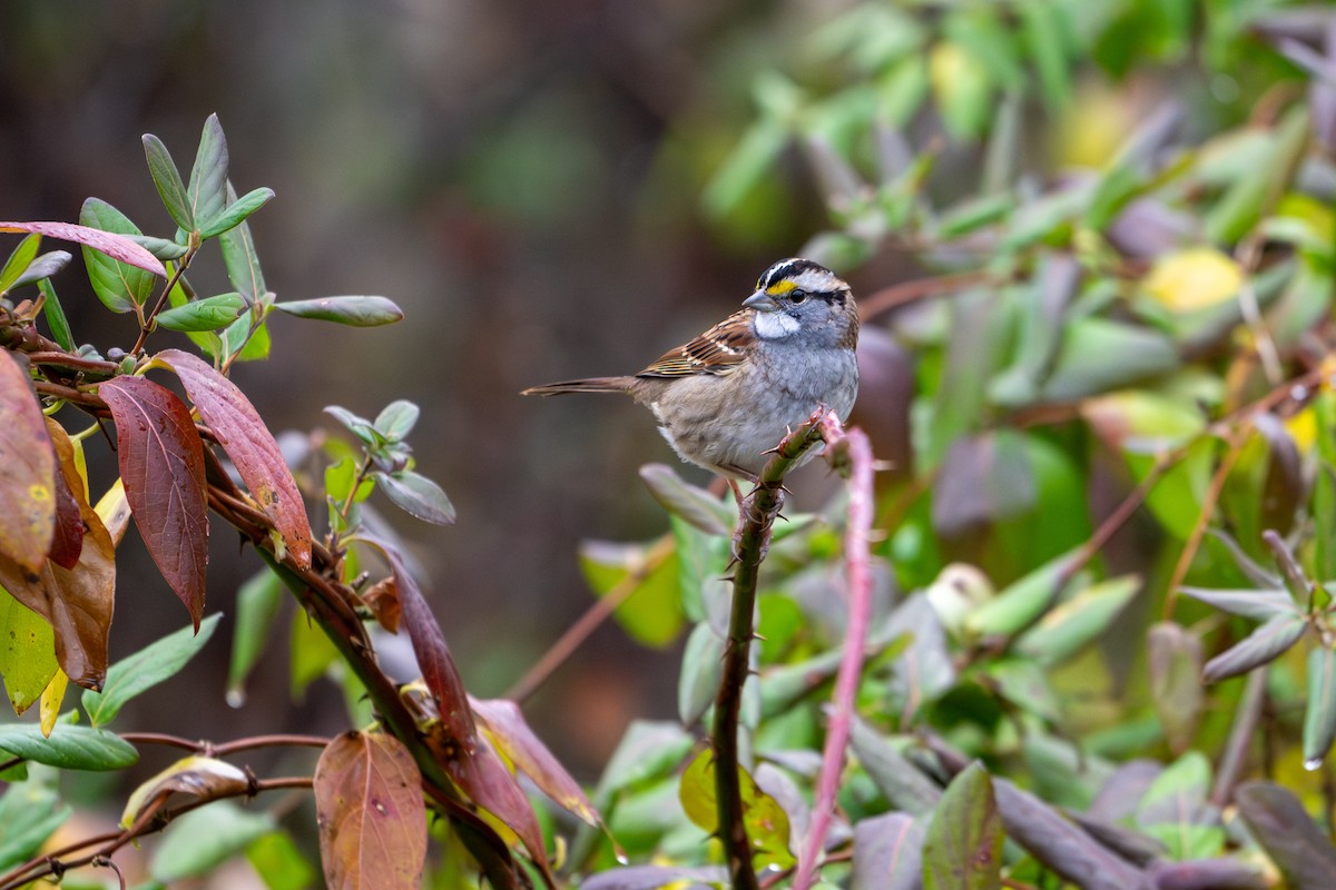 White-throated Sparrow - ML645662081