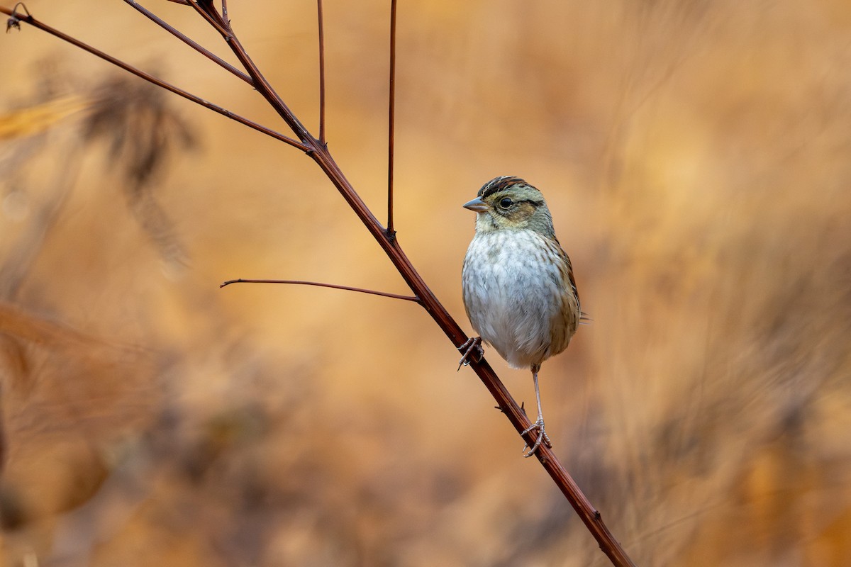 Swamp Sparrow - ML645662086