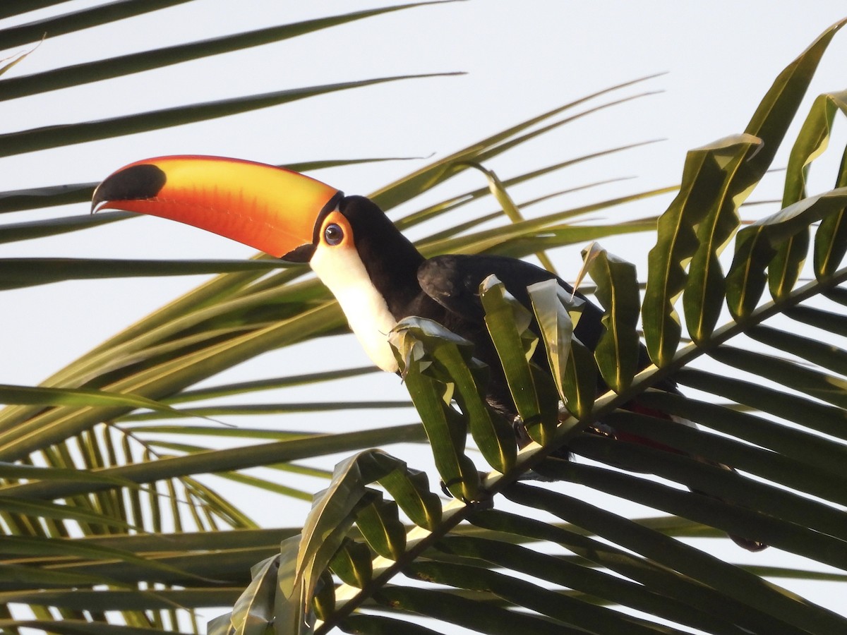 Toco Toucan - ML645662087