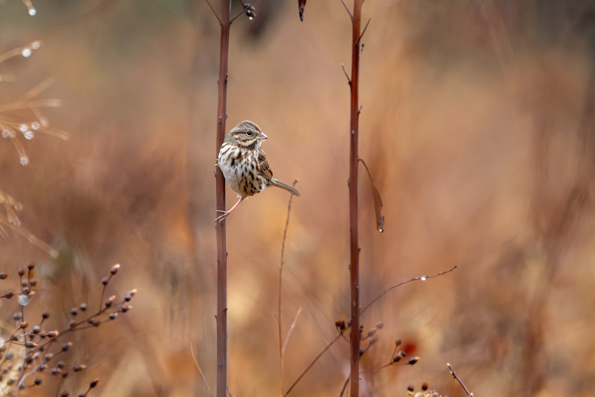 Song Sparrow - ML645662089