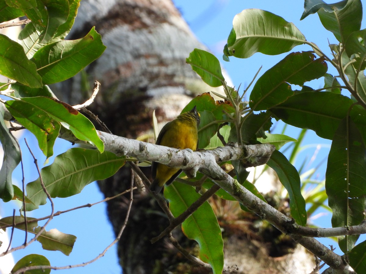 Bronze-green Euphonia - ML645662095