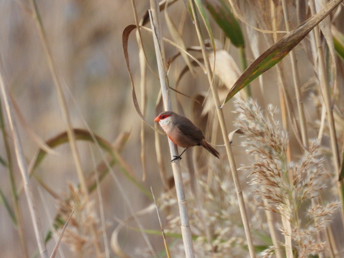 astrild vlnkovaný - ML645662099