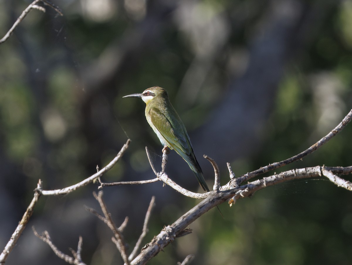 マダガスカルハチクイ - ML645662105