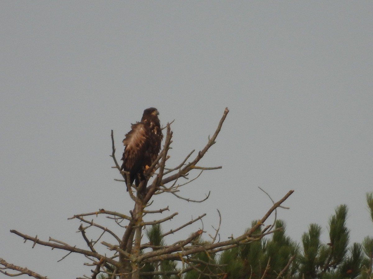 orel mořský - ML645662110