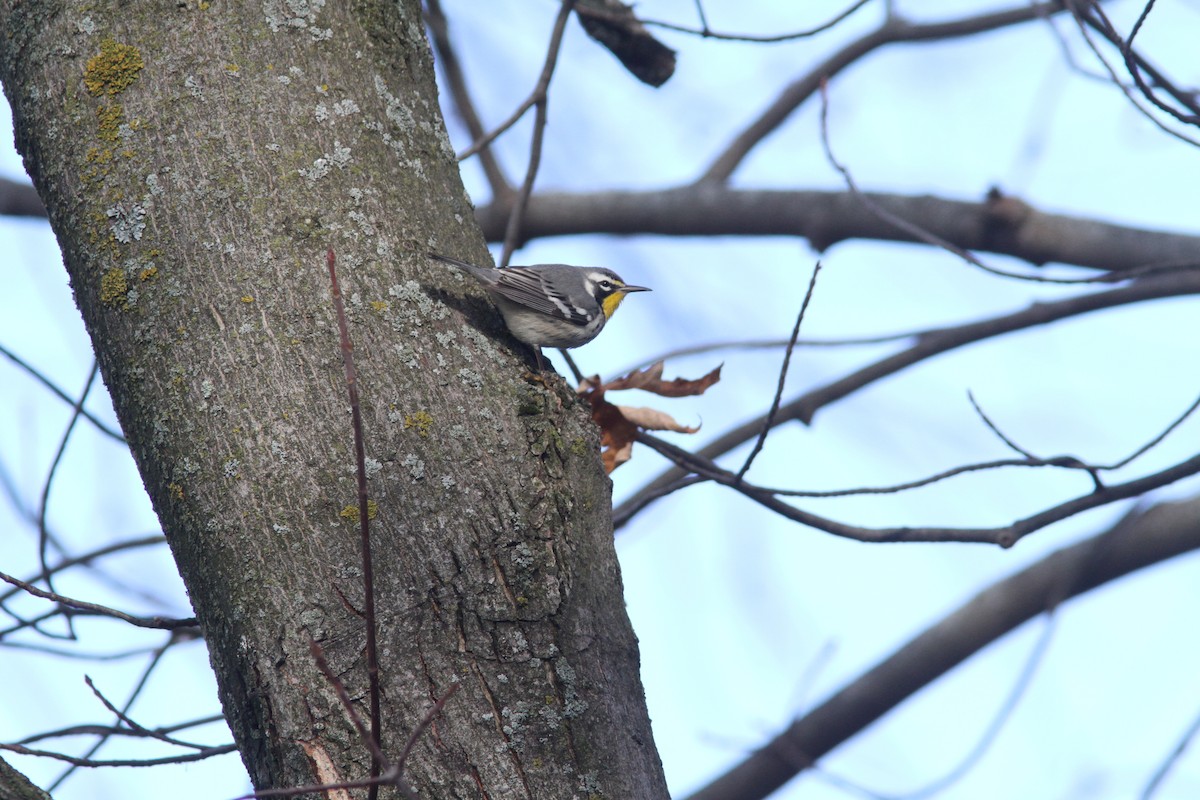 lesňáček zlatohrdlý - ML645662123