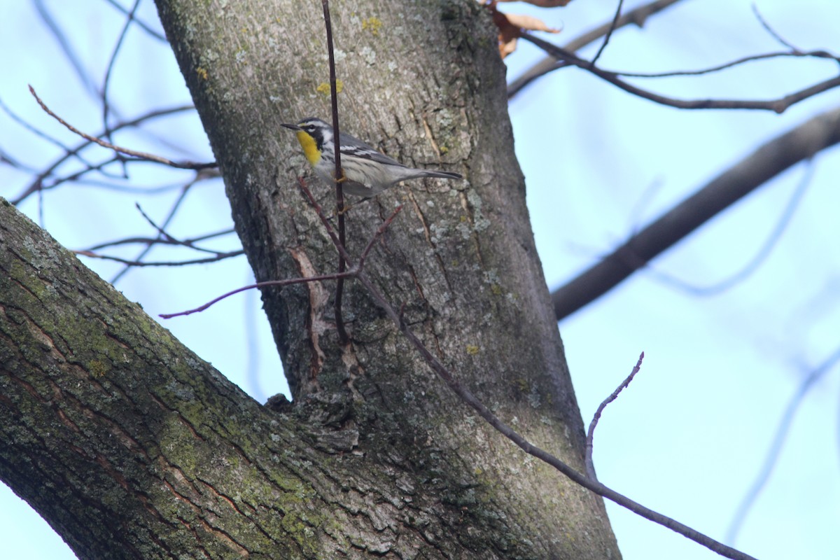 lesňáček zlatohrdlý - ML645662124