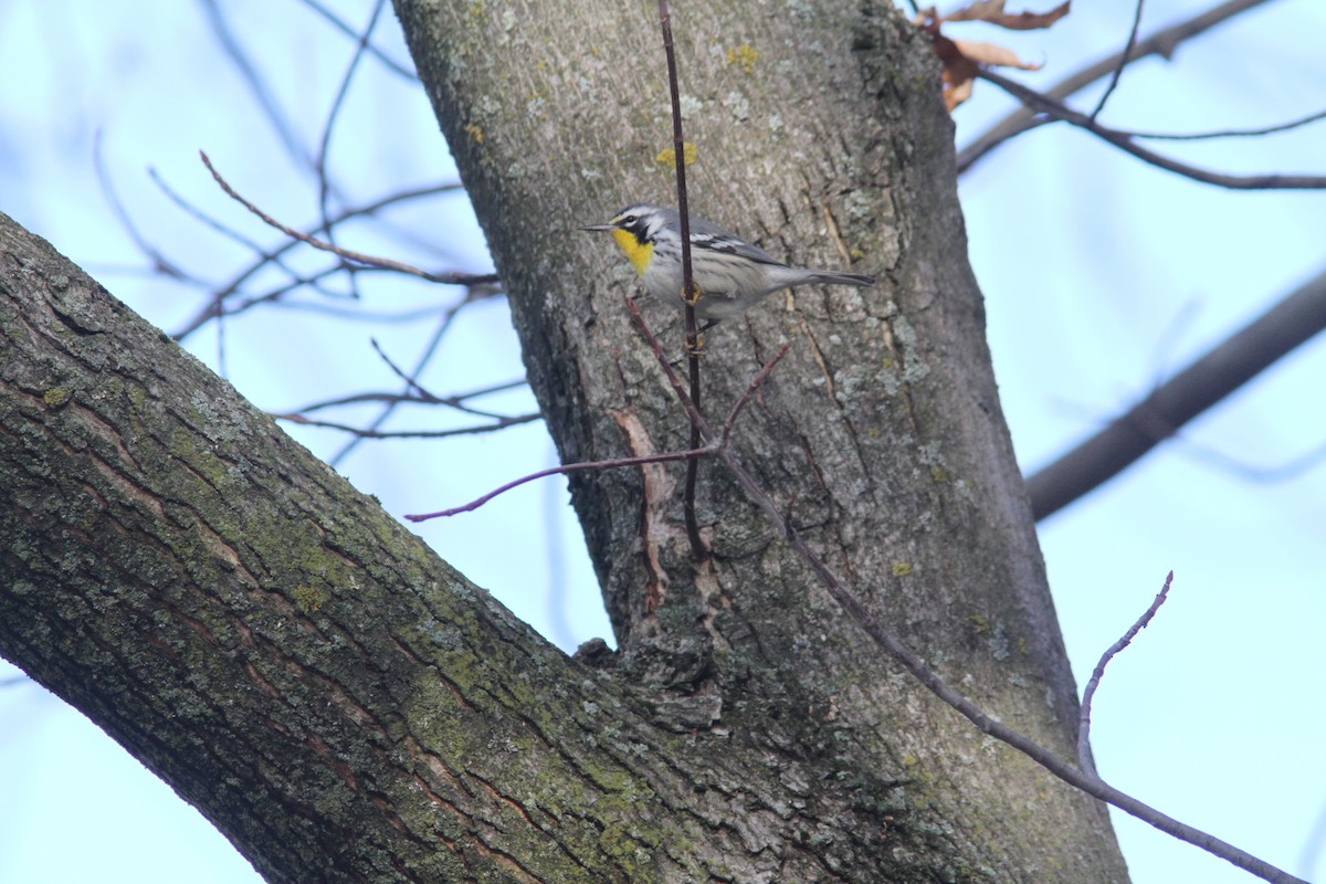 lesňáček zlatohrdlý - ML645662125