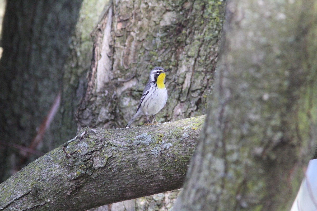 lesňáček zlatohrdlý - ML645662126