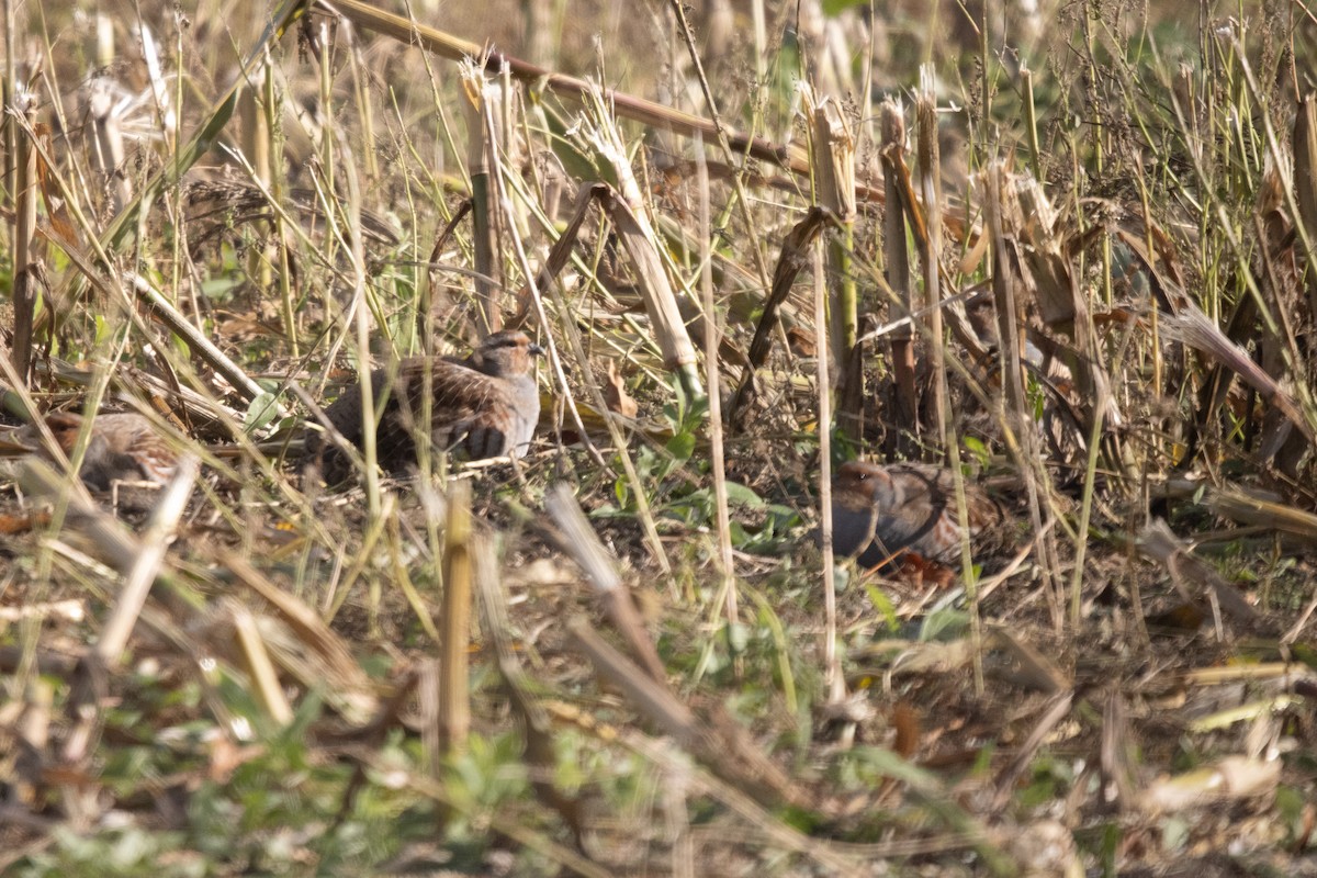 Gray Partridge - ML645662132