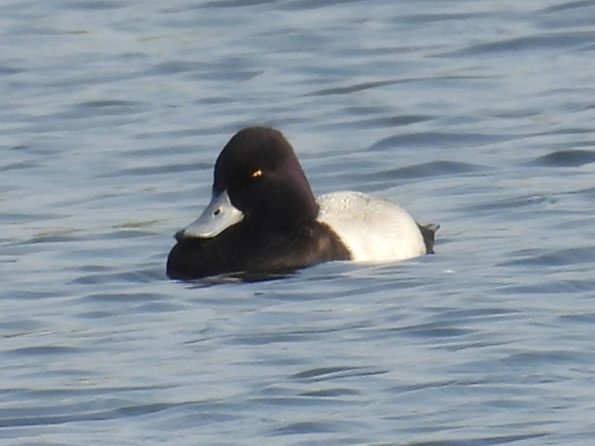 Lesser Scaup - ML645662137