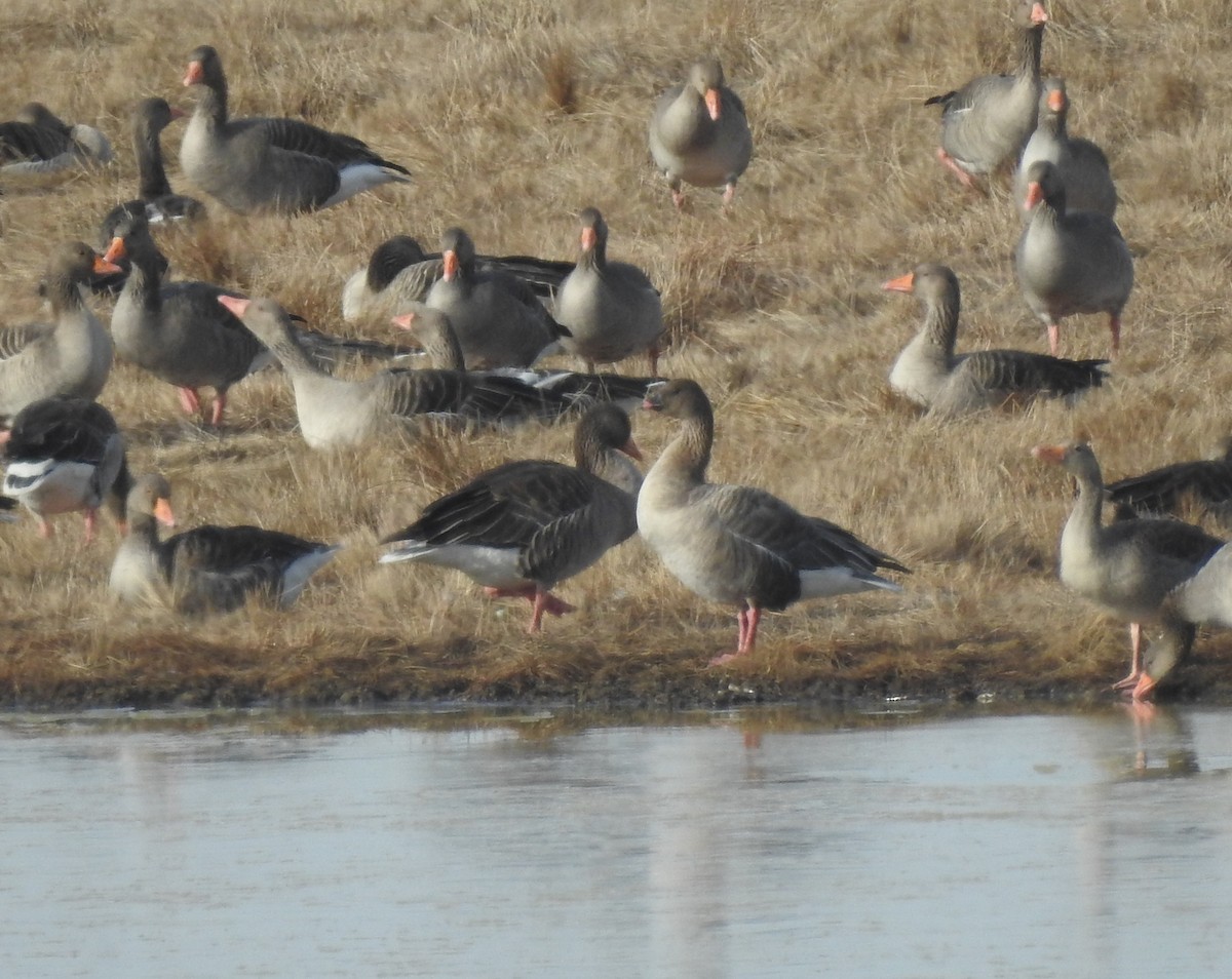 Pink-footed Goose - ML645662152
