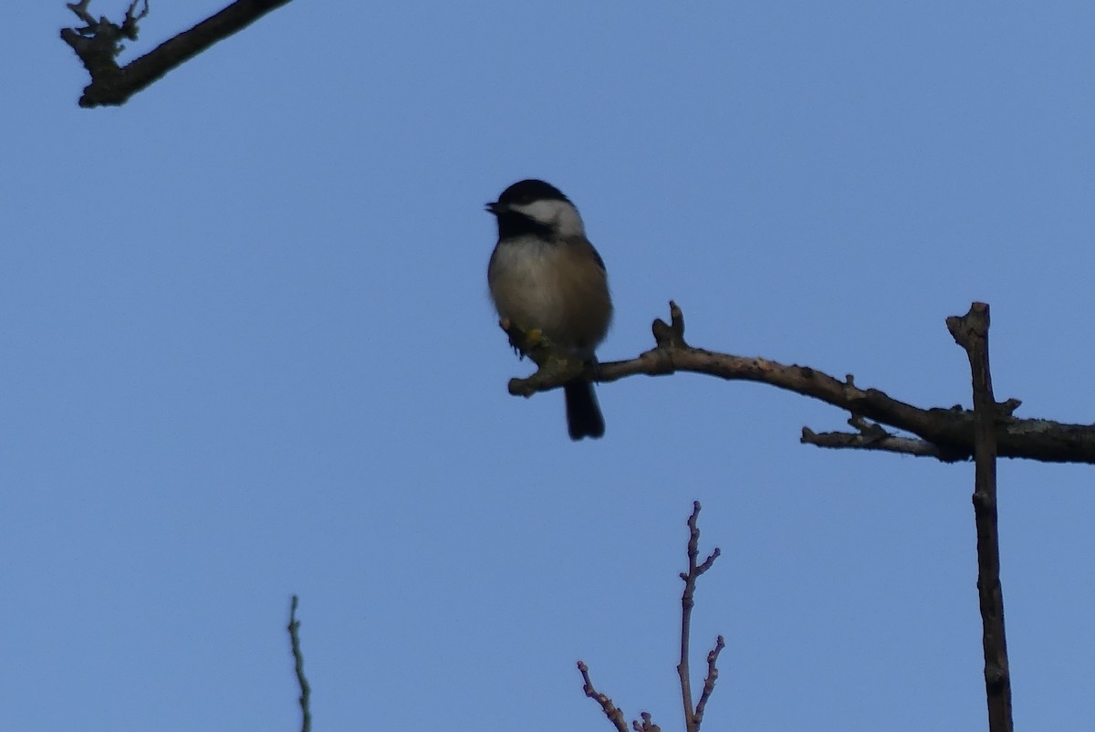 Mésange à tête noire - ML645662154