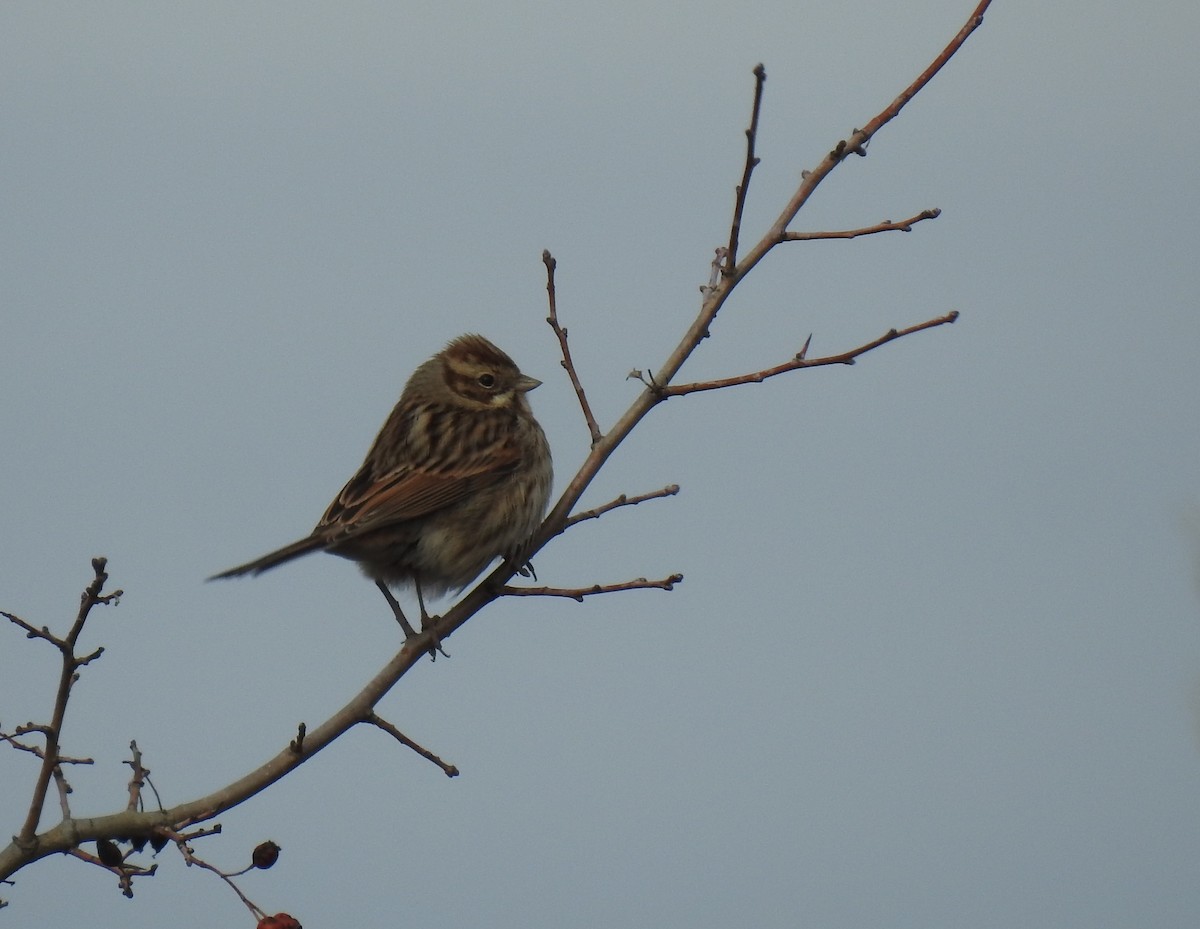 Reed Bunting - ML645662155