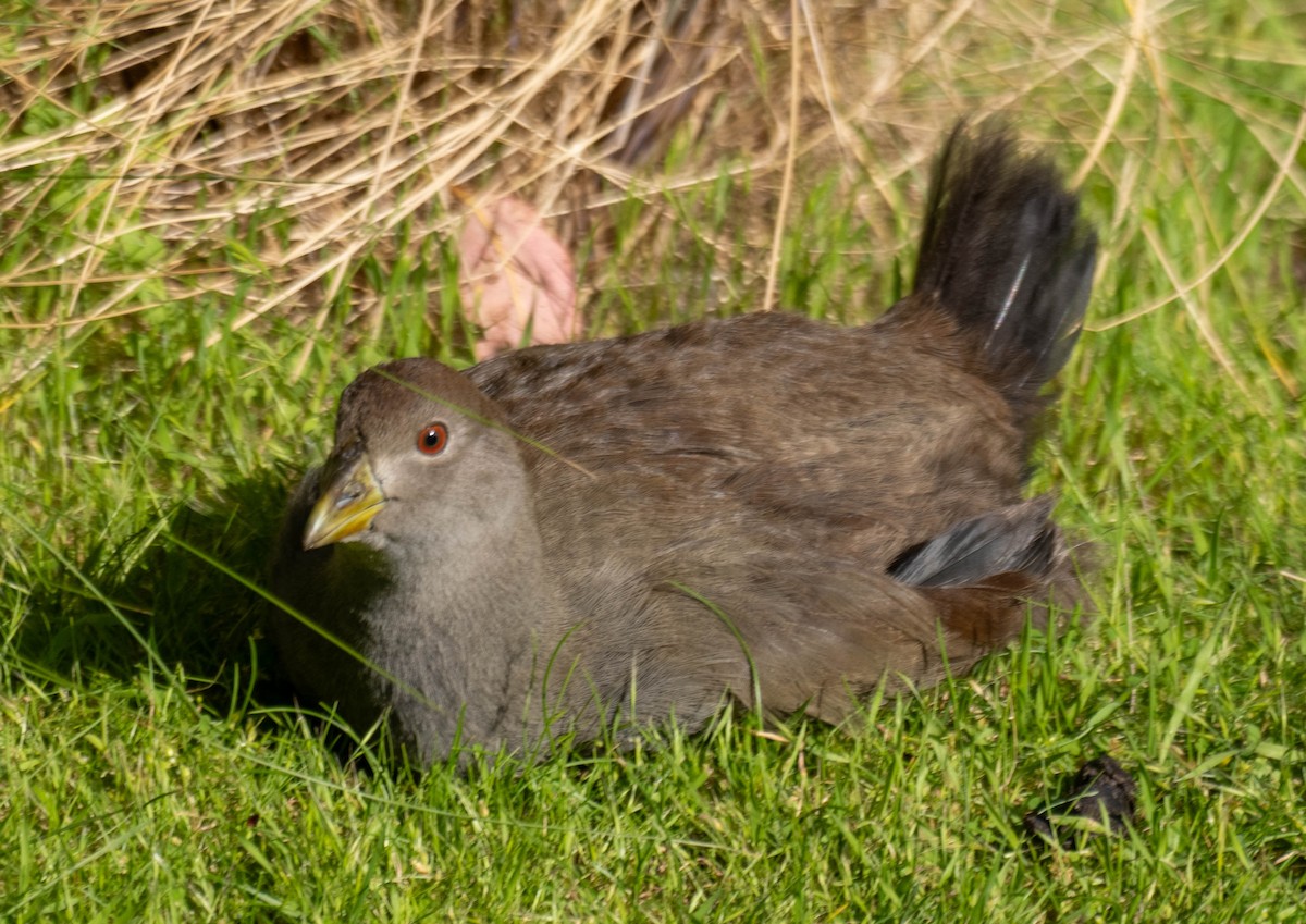 Tasmanian Nativehen - ML645662158