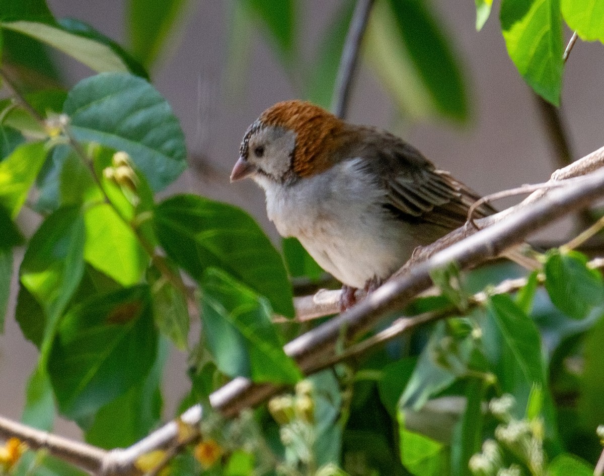 Speckle-fronted Weaver - ML645662159
