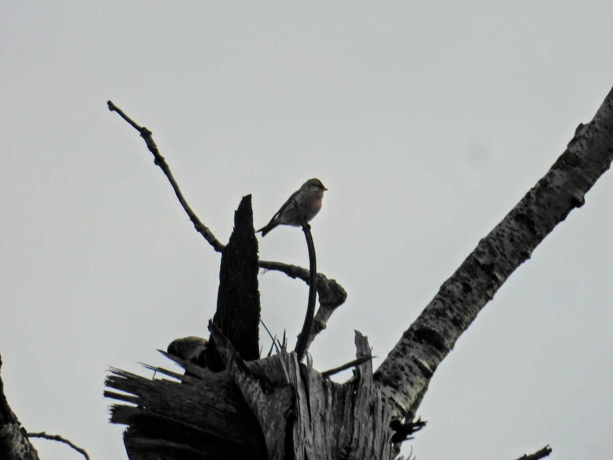 Txoka txikia - ML645662170