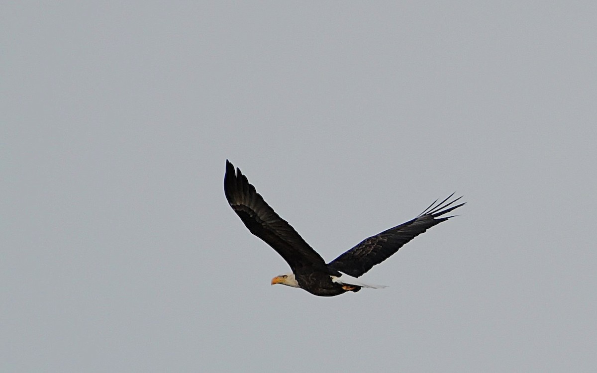 Bald Eagle - ML645662171