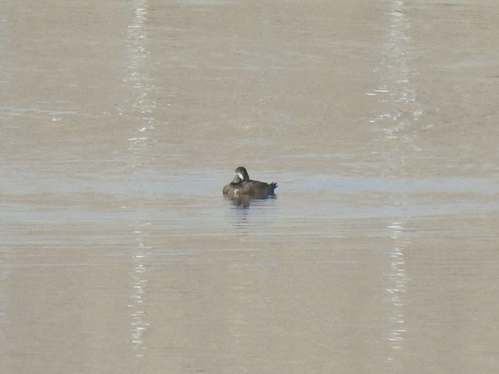 Tufted Duck - ML645662174