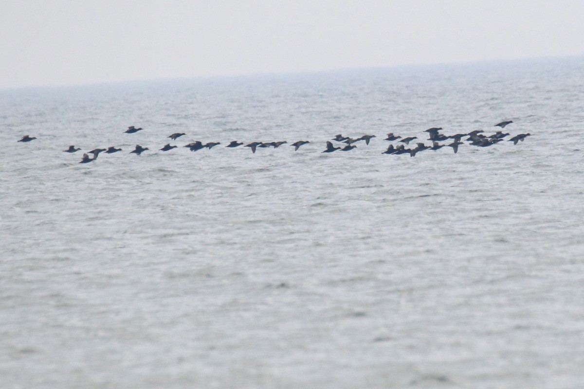 turpan žlutozobý - ML645662175