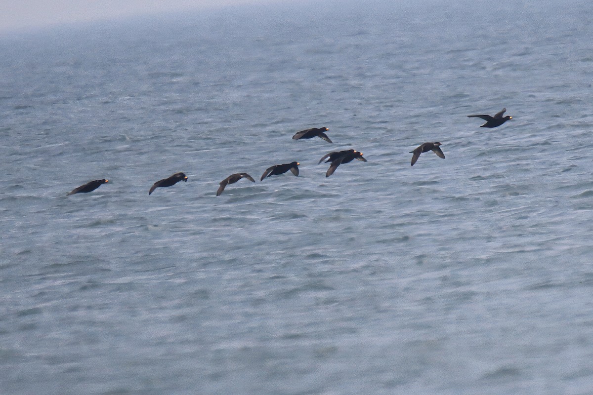 turpan žlutozobý - ML645662176