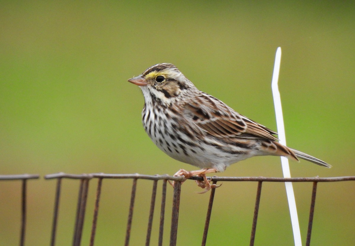 Savannah Sparrow - ML645662177