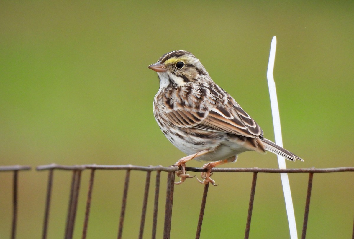 Savannah Sparrow - ML645662178