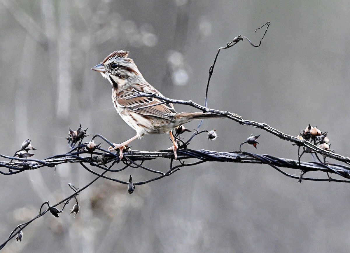 Song Sparrow - ML645662184