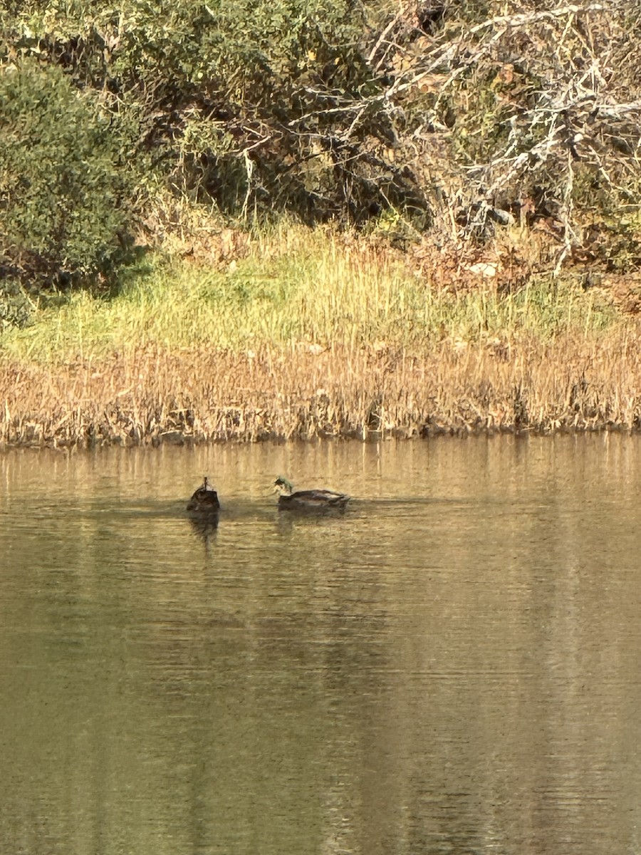 Mallard x American Black Duck (hybrid) - ML645662186
