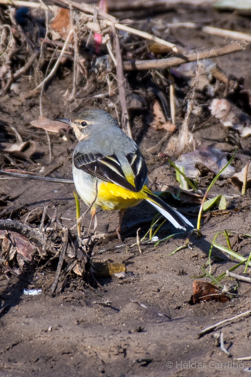 灰鶺鴒 - ML645662188