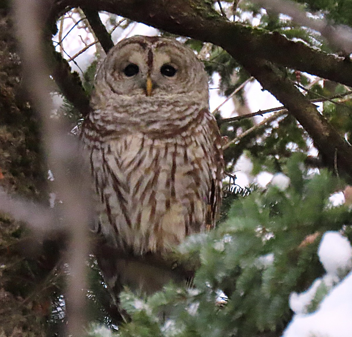 Barred Owl - ML645662189