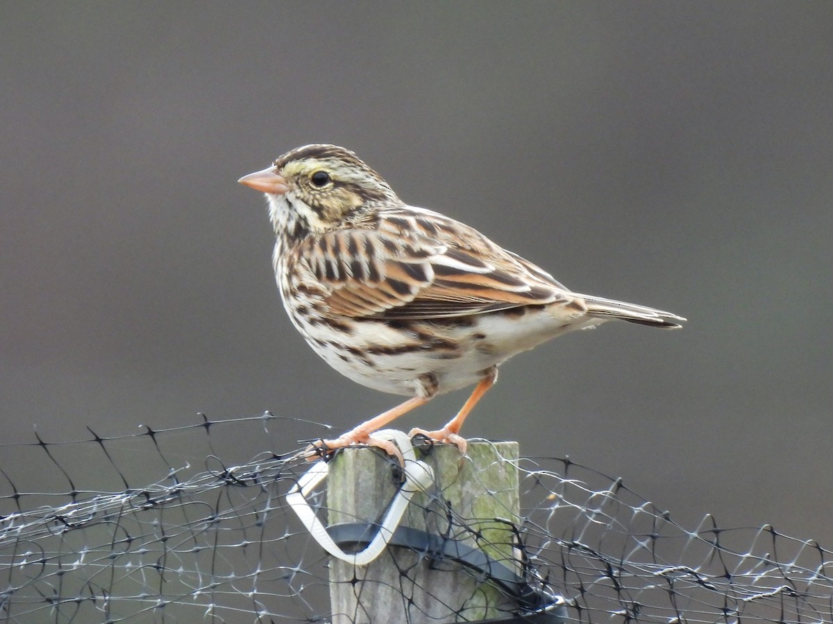 Savannah Sparrow - ML645662191