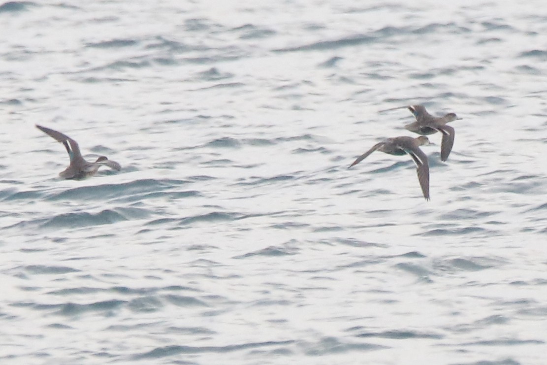 Green-winged Teal - ML645662192