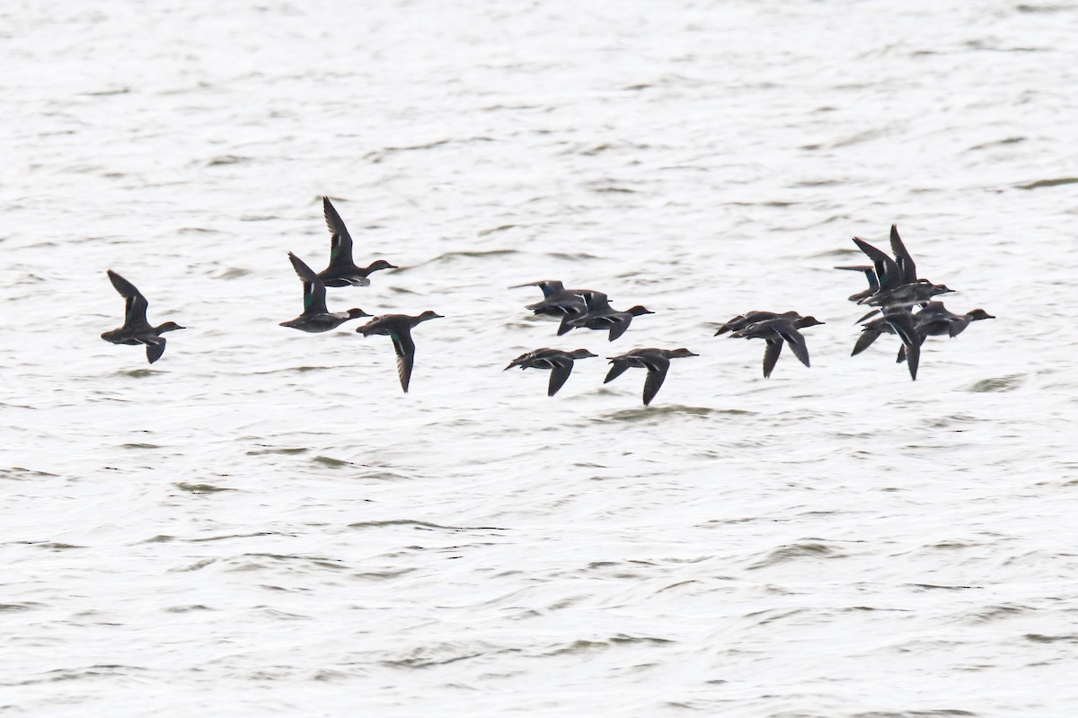 Green-winged Teal - ML645662196