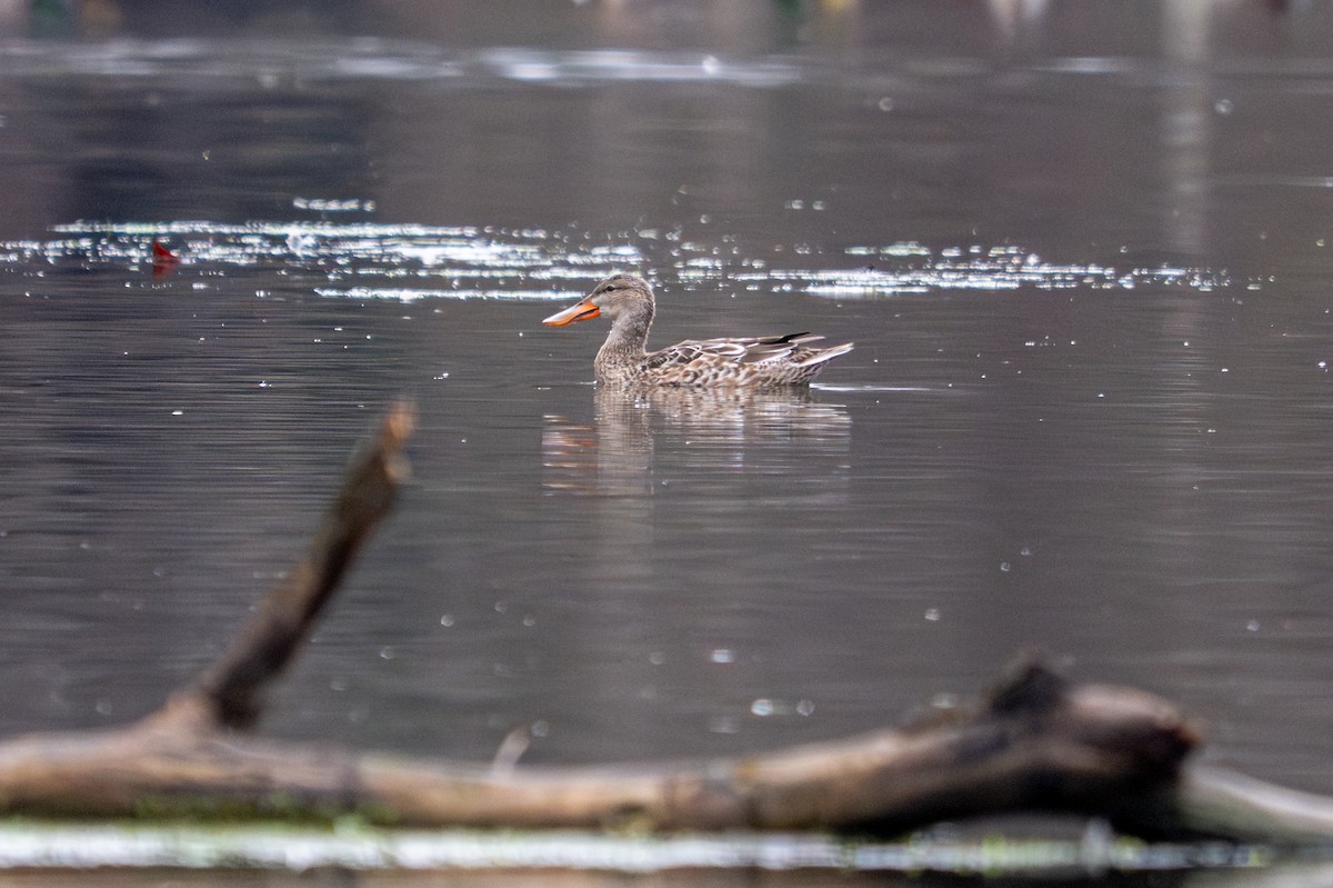 Northern Shoveler - ML645662199