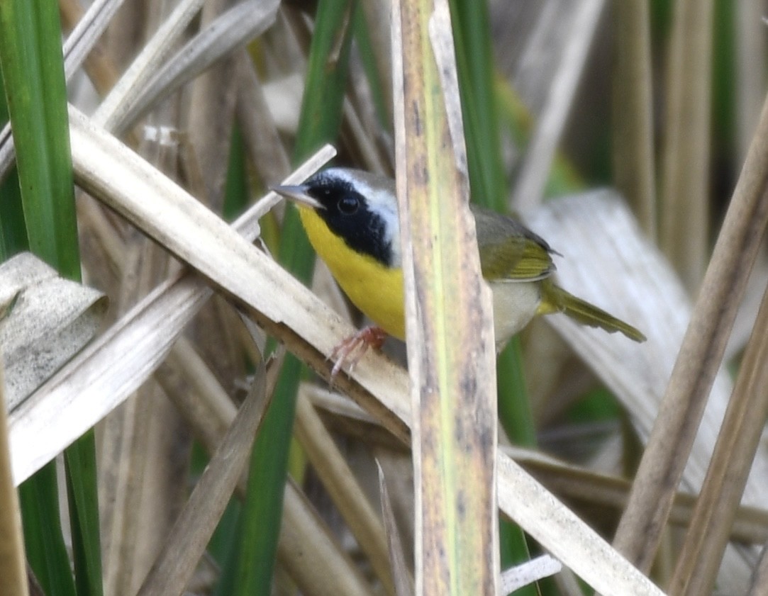 Common Yellowthroat - ML645662216