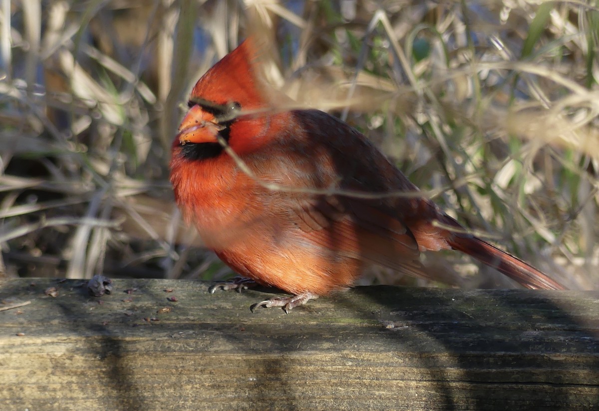 Kardinal arrunta - ML645662217