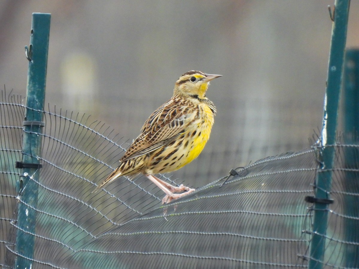 Eastern Meadowlark - ML645662218