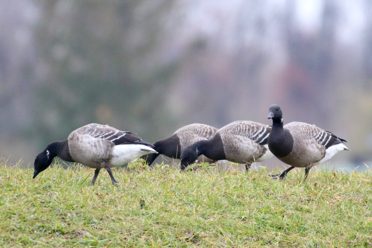 Branta musubeltza - ML645662219