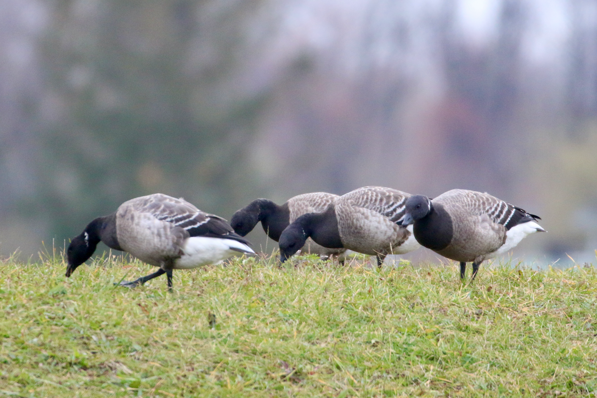 Branta musubeltza - ML645662220