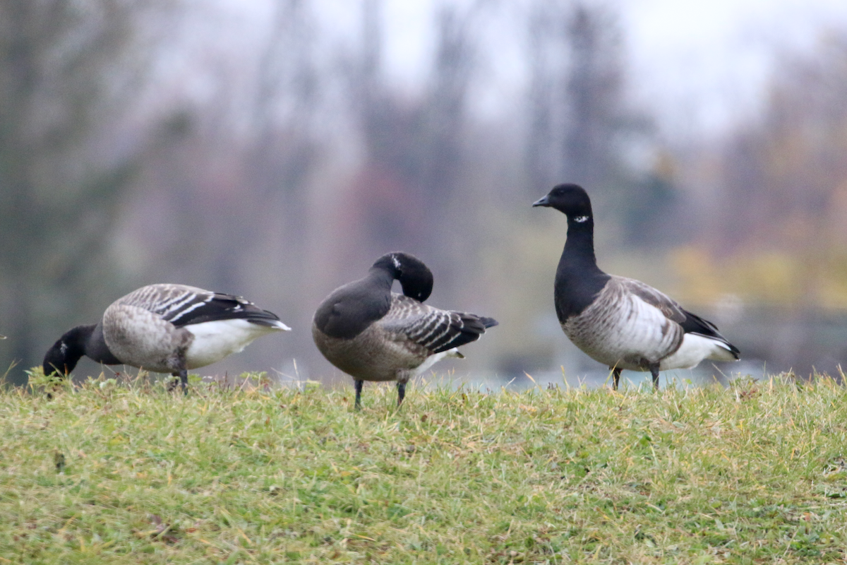 Branta musubeltza - ML645662221