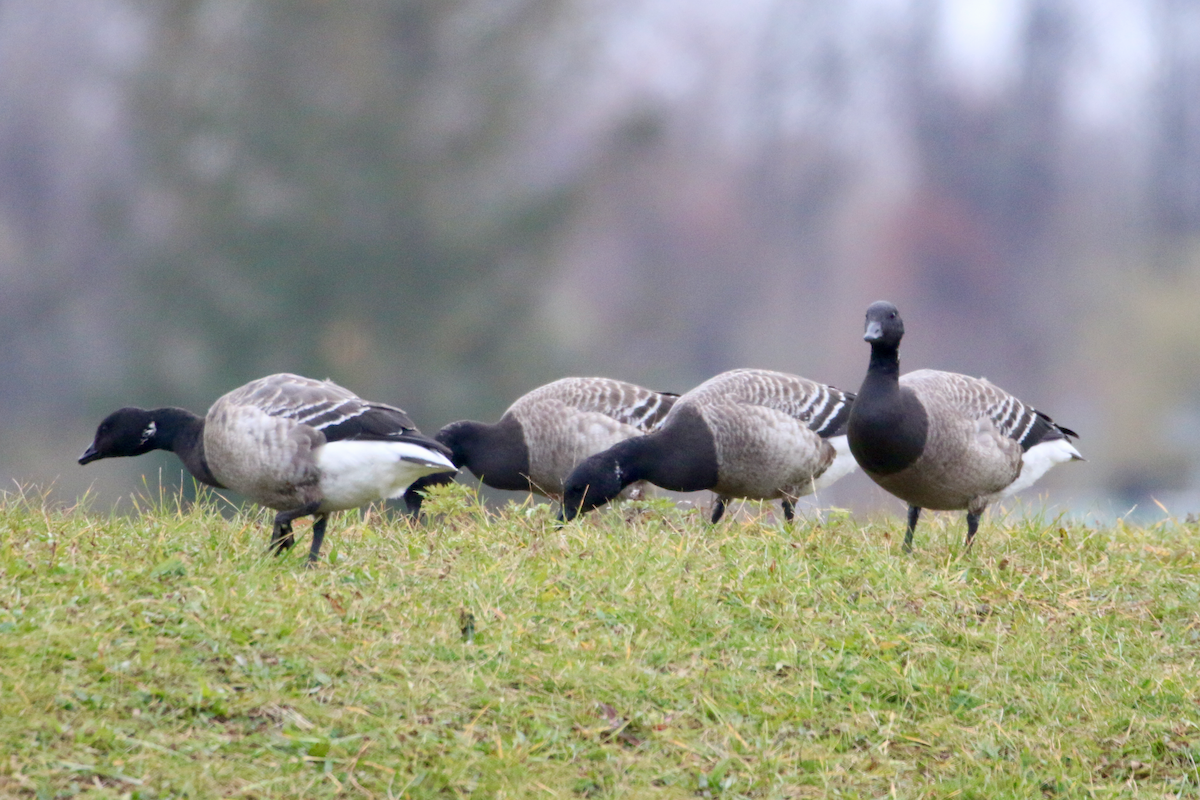 Branta musubeltza - ML645662222