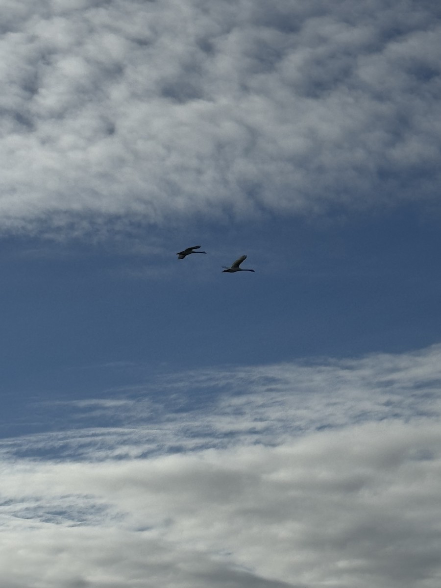 Beltxarga arrunta - ML645662224