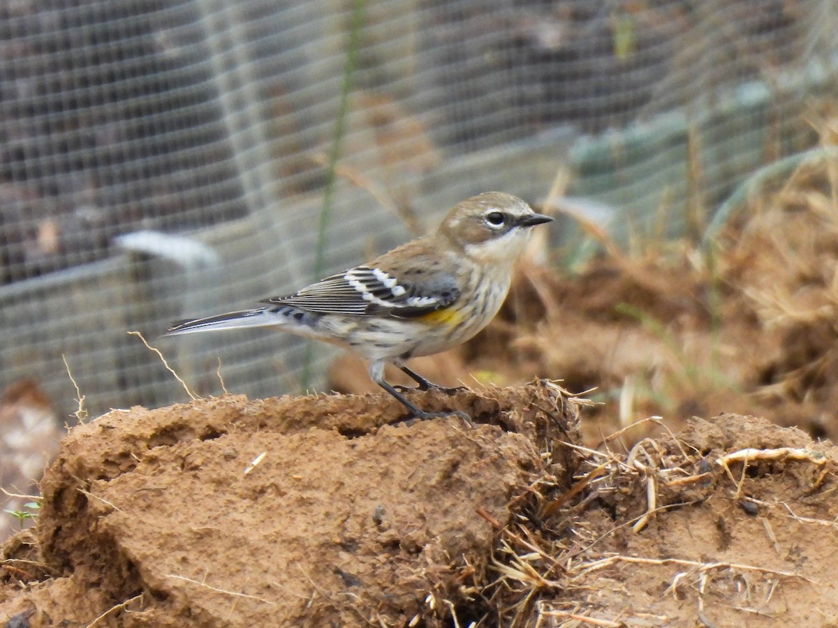 Yellow-rumped Warbler (Myrtle) - ML645662227