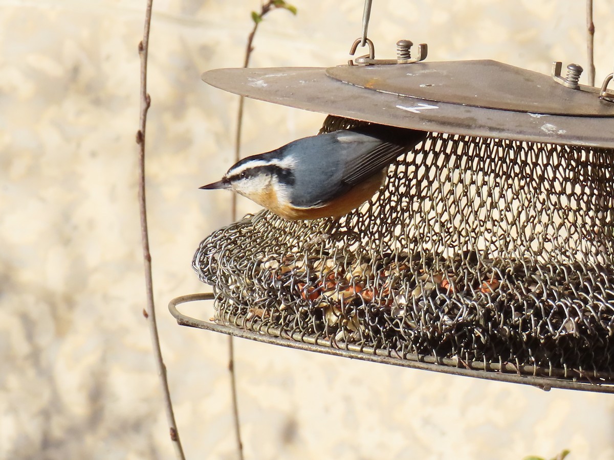 Garrapo kanadarra - ML645662228