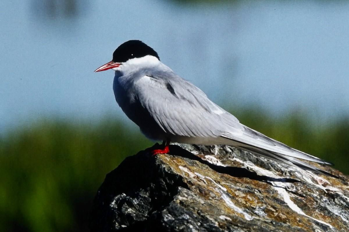 Ipar-txenada - ML645662230