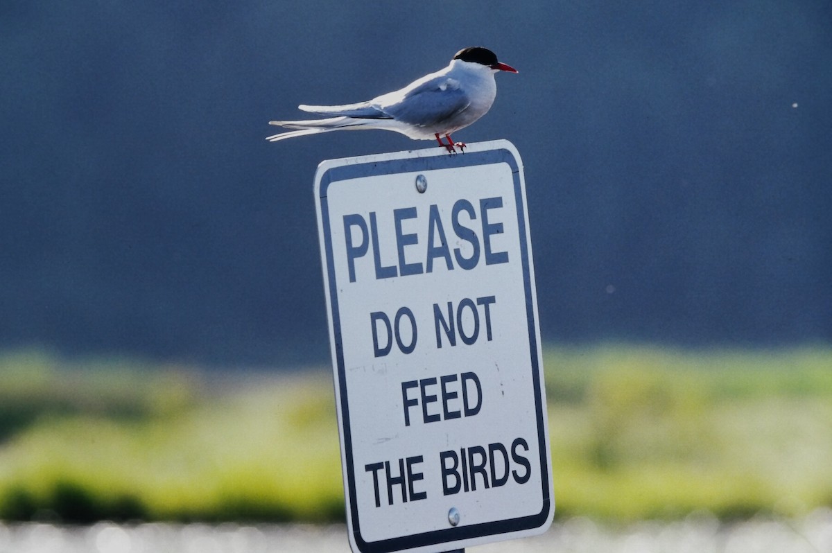 Ipar-txenada - ML645662231