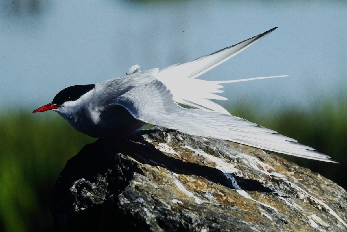 Ipar-txenada - ML645662232