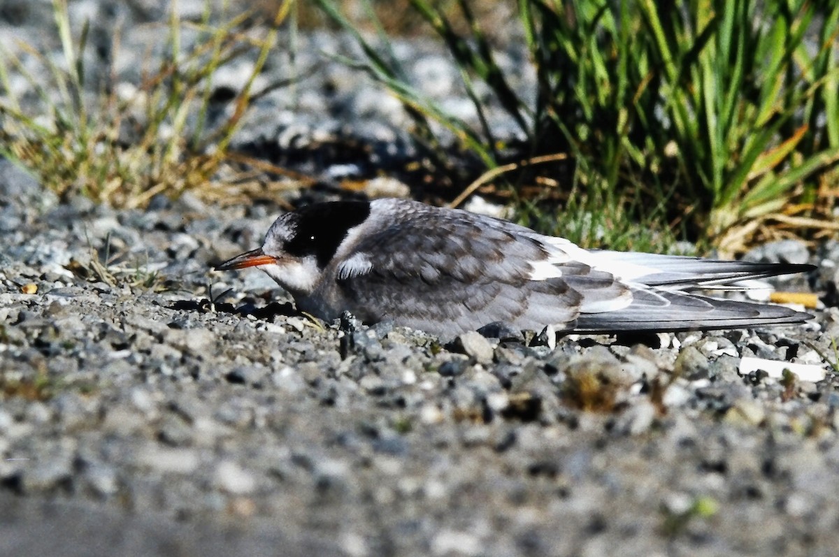 Ipar-txenada - ML645662233